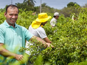#CearádeAtitude: A força do cearense na agricultura familiar