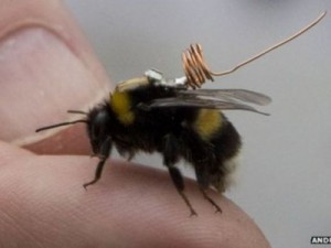 Chip em abelha tenta desvendar mistério de declínio em espécie