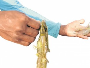 Cidades do Centro-Sul apostam na criação de camarão em cativeiro