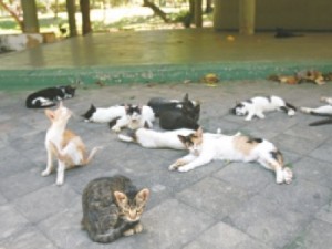 Cidades vivem problema ambiental com bichos abandonados nas ruas