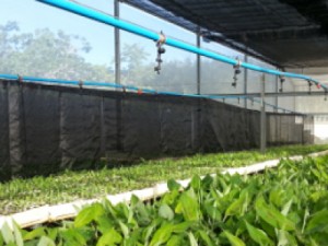 Ciência e Tecnologia no CE: incubadora do Centec faz ciência virar negócio no Ceará