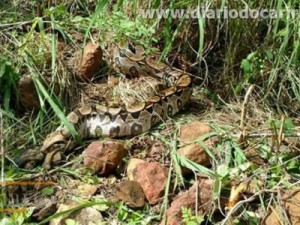 Cobra Jiboia de mais 4 Mt é capturada na encosta das Cabeceiras em Barbalha