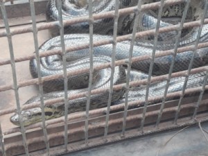 Cobras que aterrorizaram moradores em Axixá são capturadas em bueiro