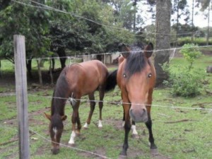 Coice de animal mata criança do Crato e homem morre por choque elétrico em Brejo Santo