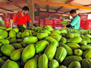 Com a Transposição, agronegócio aposta em recuperação para 2019