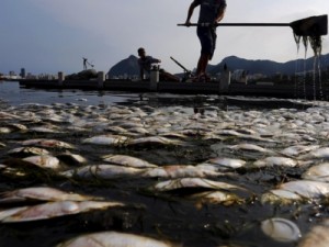 Comlurb remove 27 toneladas de peixes mortos da Lagoa, no Rio
