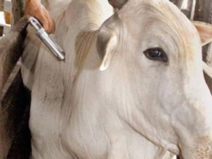 Criadores de Barbalha, vacinação contra febre aftosa prorrogada até o dia 10