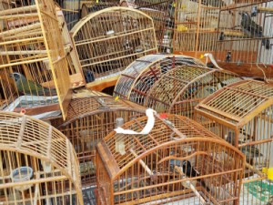 Crime ambiental em Juazeiro, polícia apreende 18 aves no Bairro Pio XII