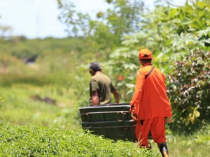 Decapitações: crimes chocam sociedade e agentes de segurança