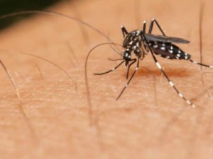 Dengue: Tipo mais agressivo volta ao Ceará