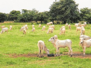 Doença pouco conhecida ameaça rebanho bovino no Ceará