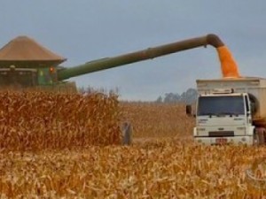 Em janeiro, IBGE prevê safra 4,4% maior que a de 2014