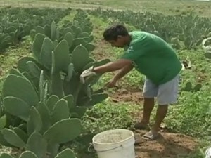 Ematerce faz reunião com agricultores da Betânia, sobre palma forrageira  