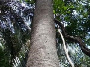 Escolhida a árvore para o Pau da Bandeira de Santo Antônio