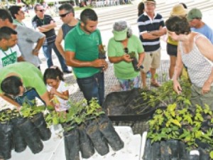 Estado receberá dez mil mudas