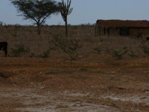 Estudo desertificação no Semiárido será lançado em Fortaleza