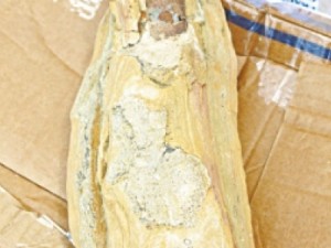 EUA devolvem fósseis do Cariri