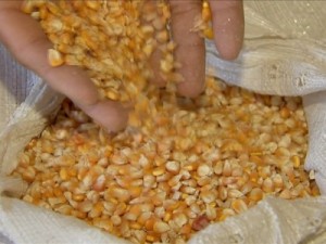 Fim de venda de milho subsidiado prejudica agricultores cearenses