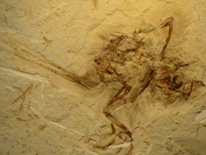 Fóssil de pássaro de 115 milhões de anos é descoberto no Ceará