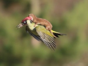 Fotógrafo flagra furão de carona em pica-pau