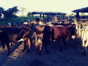 Gado furtado em Cachoeira do Pajeú é encontrado na Bahia