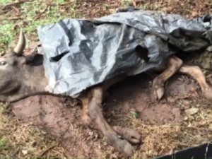 Gado morre de fome em fazenda após disputa judicial em Imbituva