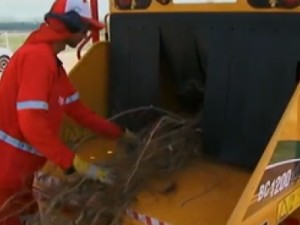 Galhos que seriam descartados são transformados em adubo orgânico