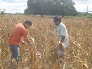 Garantia-Safra beneficiará mais de 230 mil agricultores do Ceará