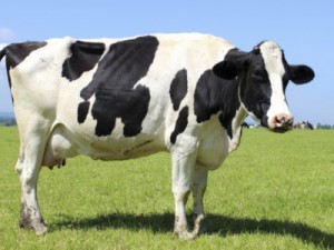 GRANJEIRO:  Agricultor denuncia furto de uma vaca de sua propriedade