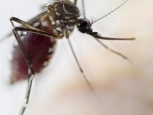 Homem de 52 anos é o primeiro a contrair zika vírus no estado de SP