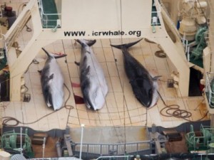 Japão vai reiniciar a caça às baleias nos próximos meses