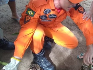 Jiboia de 1,5 m é capturada em Iguatu, no interior do Ceará