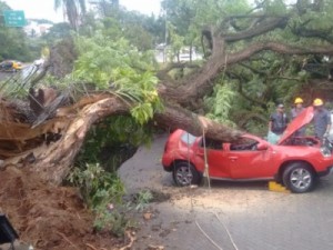 Jovem disse que ‘árvore estava perigosa’ pouco antes de morrer atingido em vendaval, diz polícia