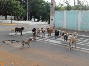 LIXO, MATO E ANIMAIS - Barbalhenses decepcionados com a situação