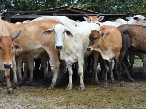 Mais de 600 mil cabeças de gado são vacinadas contra febre aftosa, no AM