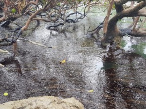 Manchas de óleo atingem Praia dos Carneiros, em Tamandaré-PE