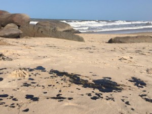 Marinha confirma novas manchas de óleo no Delta do Parnaíba