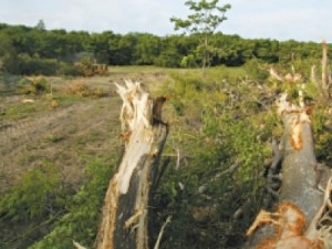 MEIO AMBIENTE Dano florestal é o mais registrado