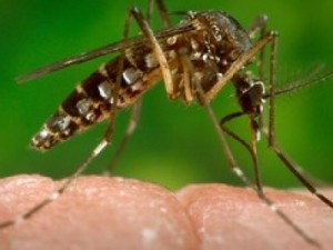 Ministério da Saúde confirma relação entre microcefalia e o vírus da zika