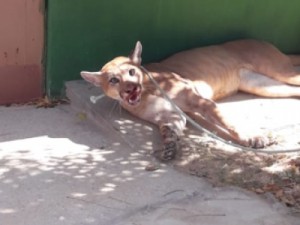 Moradores capturam onça-parda em Reriutaba
