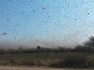 Mudança climática provoca ataques de gafanhotos na Argentina
