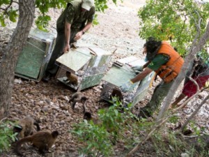 No CE, macacos-prego, periquitos e guaxinim são devolvidos à natureza