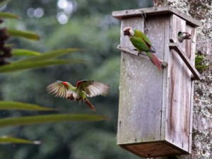 Nº de periquitos encontrados no Ceará chega a 657