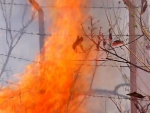 Número de queimadas cresce 36% no Ceará em 2015, segundo o Inpe