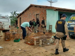 Operação do MP-BA resgata 2.380 animais na região do Rio Paraguaçu