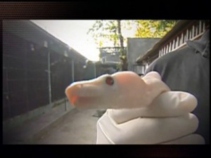 Operação traz para o Brasil filhotes de jiboia rara que estavam nos EUA