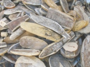 PALEONTOLOGIA São Paulo retém fósseis apreendidos