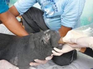 PEIXE-BOI Equipe resgata animal encalhado