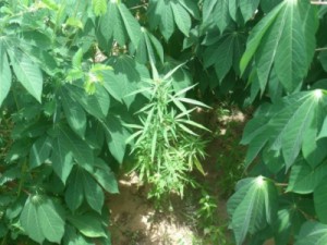 PF encontra mudas de maconha 'escondidas' em cultivo de mandioca no Sertão do PE
