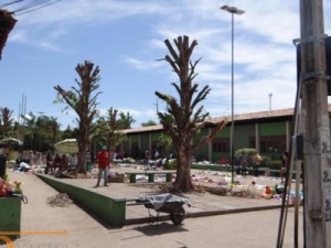 Poda de árvores revolta população de Barbalha 